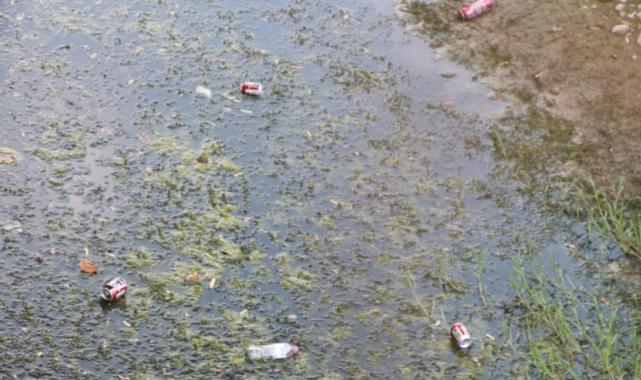 Seyhan Nehri'ni yosun kapladı