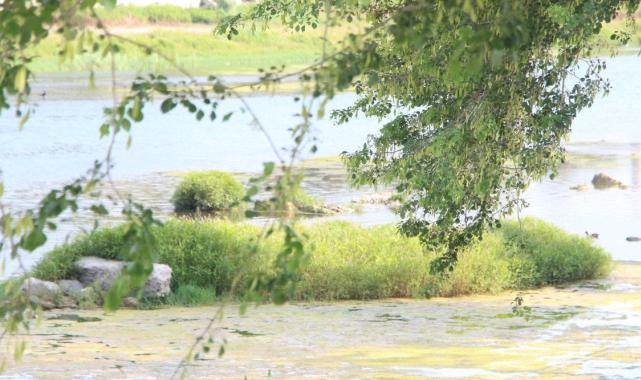 Seyhan Nehri'ni yosun kapladı