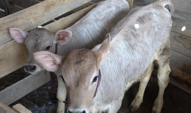 Sivas'ta 50 bin lira maaşa çalıştıracak çoban bulamıyorlar