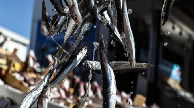 Su ürünleri avcılığında yeni kararlar alınacak: Hamsi avcılığına kota uygulaması getiriliyor