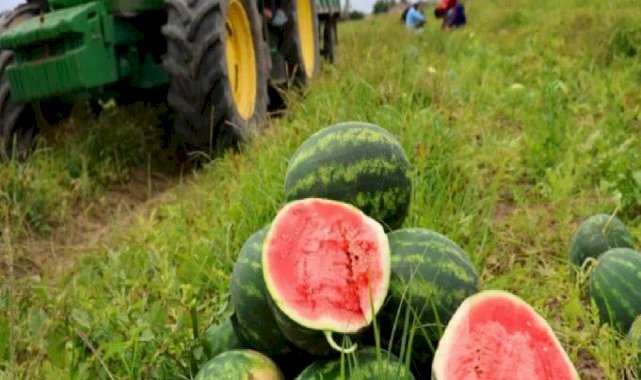 Adana'da havaların ısınmasıyla karpuz fiyatları ucuzladı: 7 liradan satılıyor