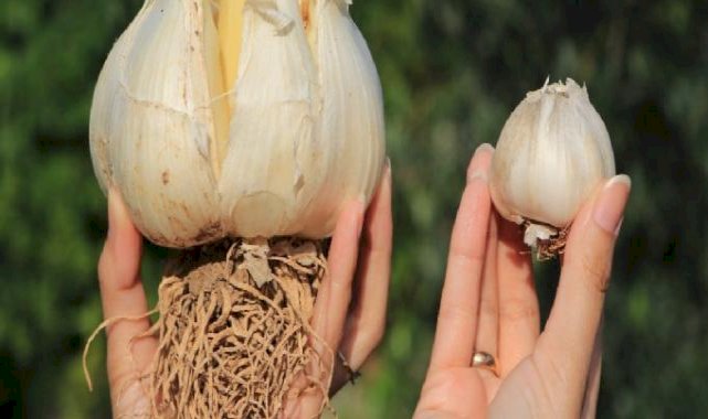 Adana'da yetişen fil sarımsağını görenler bir daha bakıyor: Tohumu Tayland'dan geldi