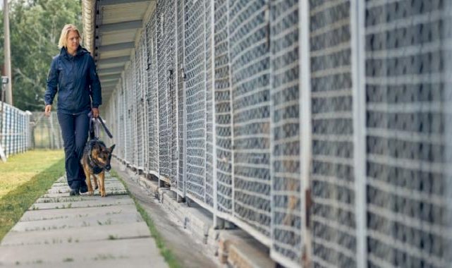 Almanya'yı sokak köpeklerinden kurtaran sistem