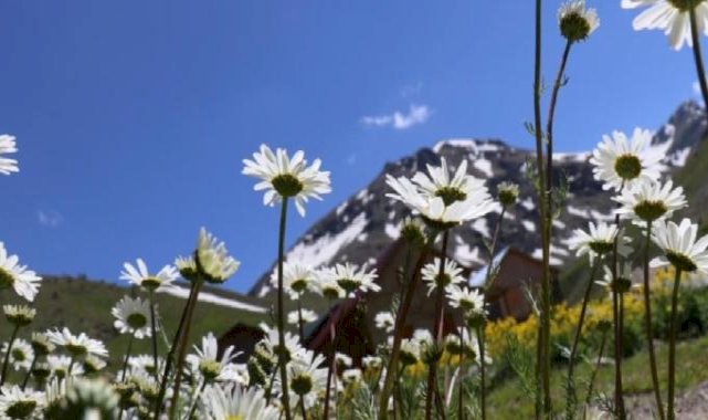 Gümüşhane'de Alpler'i aratmayan güzellik: Dulağa Yaylası'ndan manzaralar...