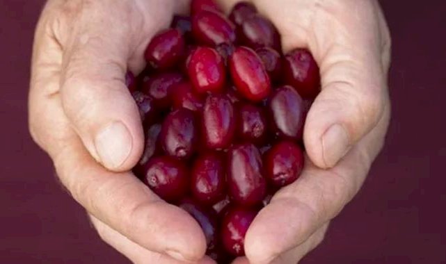 Güne 3 tane kızılcık yiyerek başlayın, o sorunlara temelli veda edin…