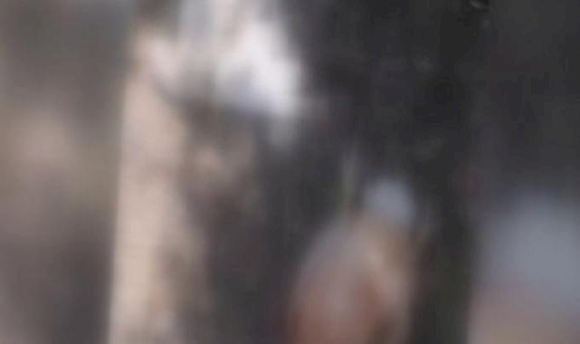 Hatay'da sahipsiz köpekler 50 kümes hayvanını telef etti