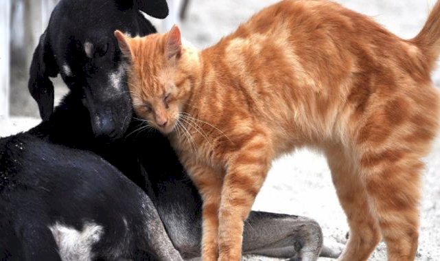 HAYKONFED’den Sokak Hayvanlarına Su Verin Çağrısı!