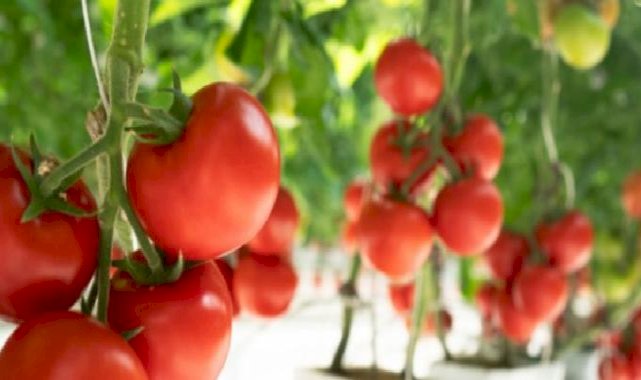 Her yıl 385 milyon kalıntı zehirlenmesine son!