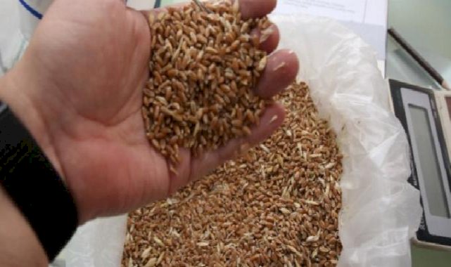 Keşan'da yılın İlk buğday ve arpası borsaya getirildi