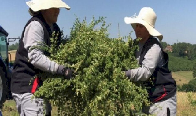 Kocaeli’de yerli ve milli makineyle kekik hasadı