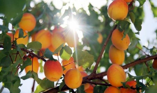 Malatya kayısısında 2024 yılı tahmini rekoltesi: 107 bin 517 ton