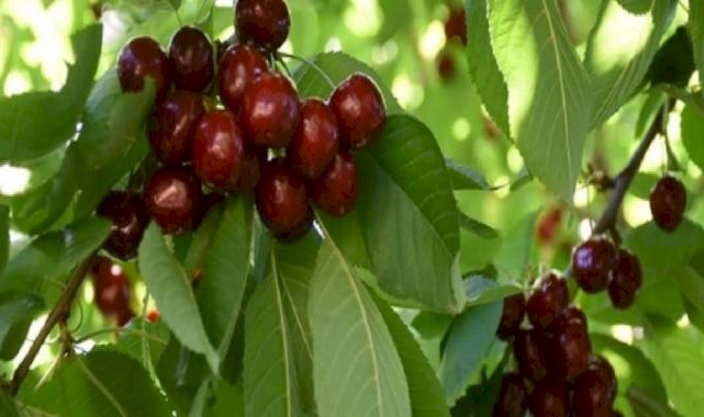 Malatya'nın tescilli 'dalbastı' kirazında hasat başladı: Kilosu 50 lira