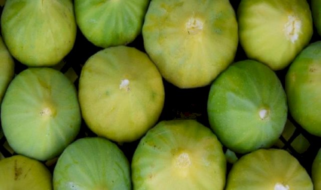 Manisa'nın yediveren inciri hasat sezonuna girdi