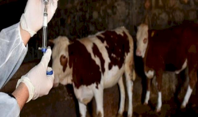 Şap hastalığında üç doz aşı uygulaması vaka sayısını düşürdü