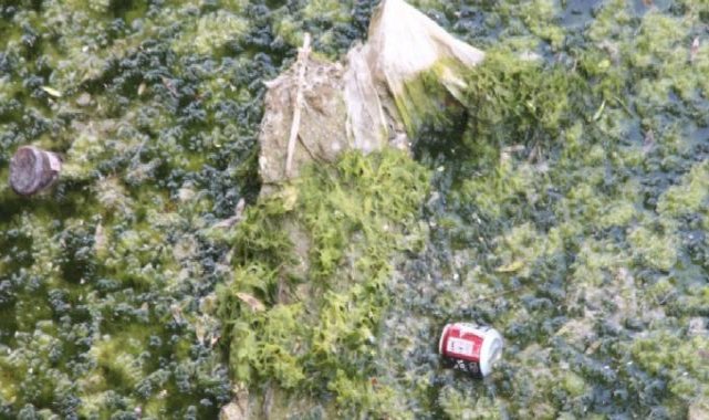 Seyhan Nehri'ni yosun kapladı