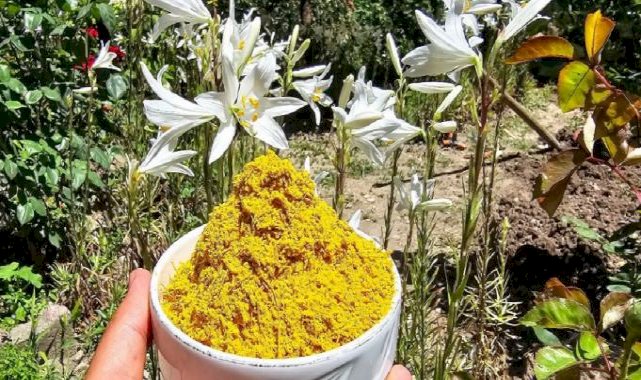 Tokat'ta yetişen akzambak çiçeğinin faydaları çok, fiyatı dudak uçuklatıyor