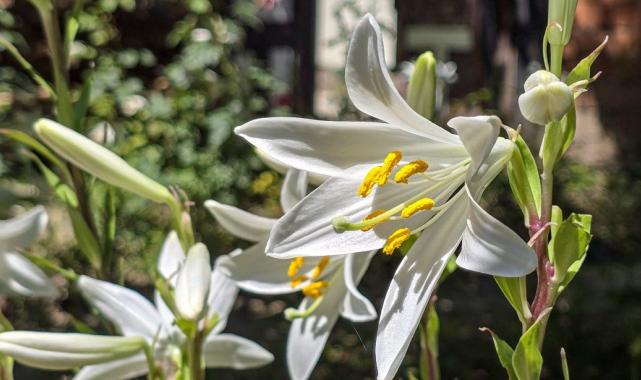 Tokat'ta yetişen akzambak çiçeğinin faydaları çok, fiyatı dudak uçuklatıyor