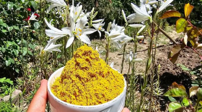 Tokat&#039;ta yetişen akzambak çiçeğinin faydaları çok, fiyatı dudak uçuklatıyor