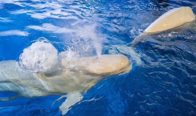 Ukrayna'da mahsur kalan iki balina özel operasyonla kurtarıldı