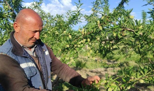 Yozgat’taki çiftçi hububat ekili arazisini badem bahçesine çevirdi, gelirini artırdı