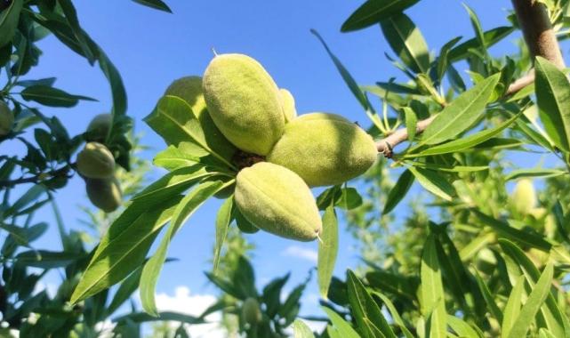 Yozgat’taki çiftçi hububat ekili arazisini badem bahçesine çevirdi, gelirini artırdı