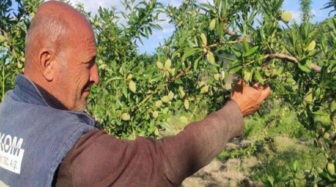 Yozgat’taki çiftçi hububat ekili arazisini badem bahçesine çevirdi, gelirini artırdı