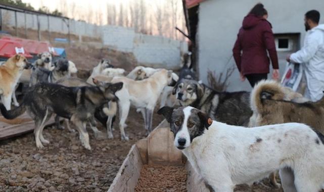 10 soruda başıboş hayvanlara yönelik düzenleme