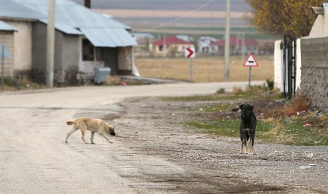 10 soruda başıboş hayvanlara yönelik düzenleme