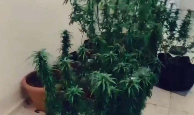 17 ilde "Narkoçelik" operasyonu: 103 zehir taciri tutuklandı