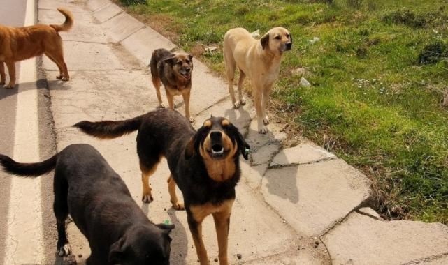 1932 yılında başıboş köpekler için Resmi Gazete'de yayınlanan karar