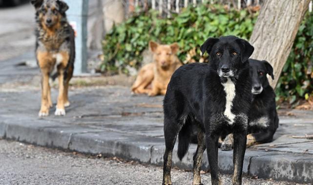2022’den bu yana 4 bin 269 köpek saldırısı meydana geldi