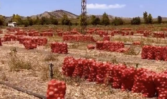 Amasya'da hasat ettiği soğan elinde kalan çiftçinin isyanı
