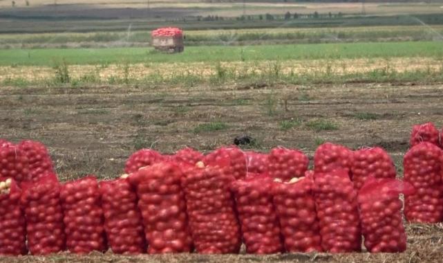 Amasya'da kuru soğanın kilosu tarlada 6 TL