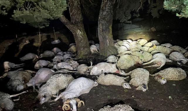 Amasya'da yıldırım düştü, 76 koyun telef oldu