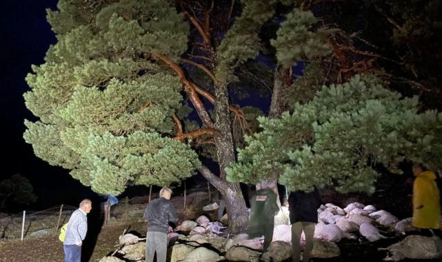 Amasya'da yıldırım düştü, 76 koyun telef oldu