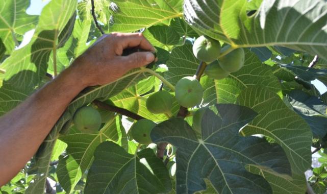 Antalya'da 800 rakımda yaş incir rekoltesinden üretici memnun