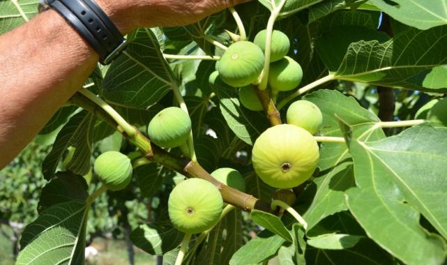 Antalya'da 800 rakımda yaş incir rekoltesinden üretici memnun