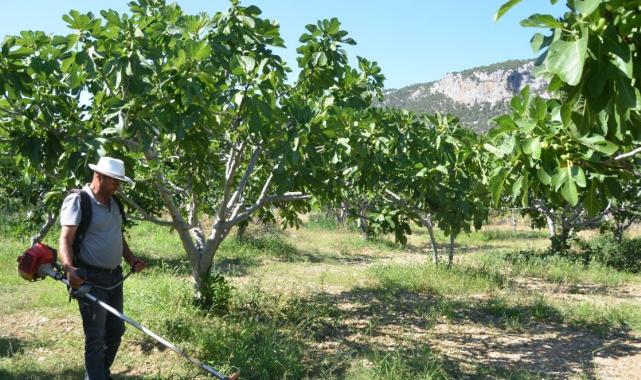 Antalya'da 800 rakımda yaş incir rekoltesinden üretici memnun