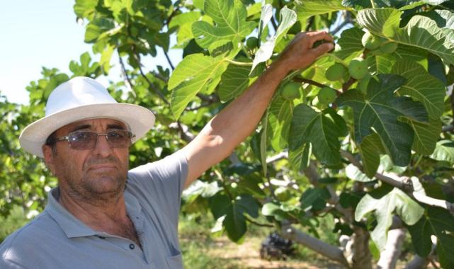 Antalya'da 800 rakımda yaş incir rekoltesinden üretici memnun