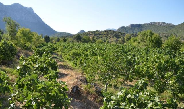 Antalya'da 800 rakımda yaş incir rekoltesinden üretici memnun
