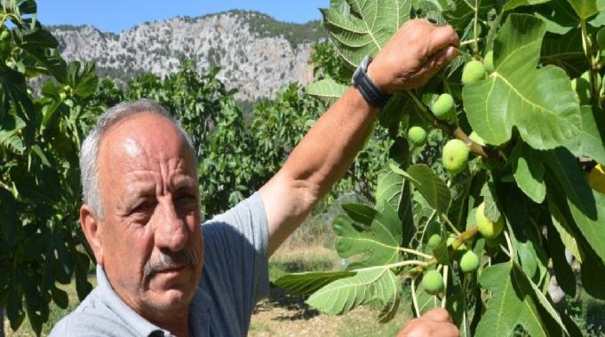Antalya&#039;da 800 rakımda yaş incir rekoltesinden üretici memnun
