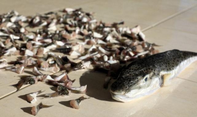 Antalyalı balıkçılar balon balığından 218 bin lira kazandı