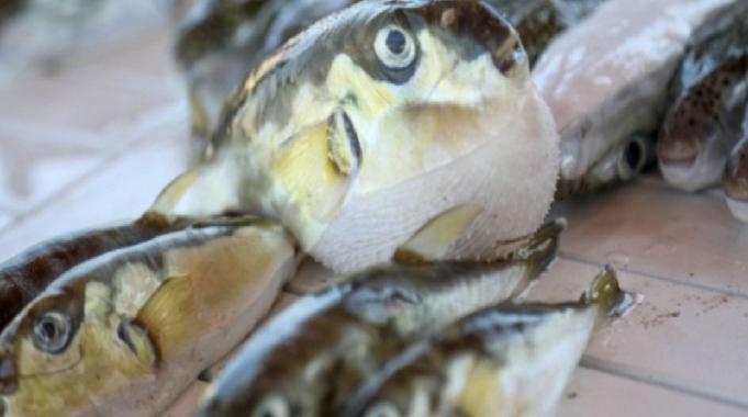 Antalyalı balıkçılar balon balığından 218 bin lira kazandı