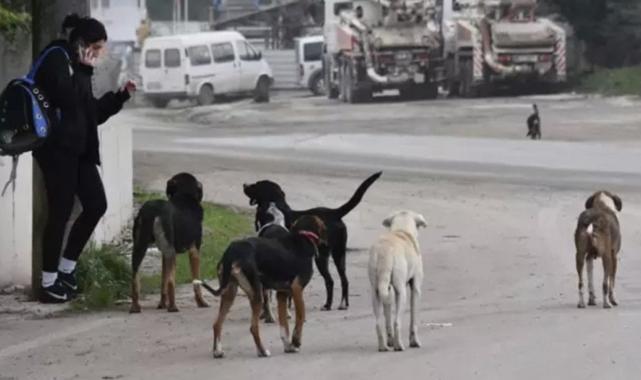 Başıboş sokak köpeği düzenlemesi TBMM'den geçti: İşte yeni dönemde uygulanacak maddeler