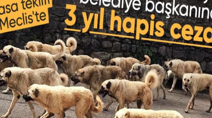 Başıboş sokak köpekleri düzenlemesi tamamlandı