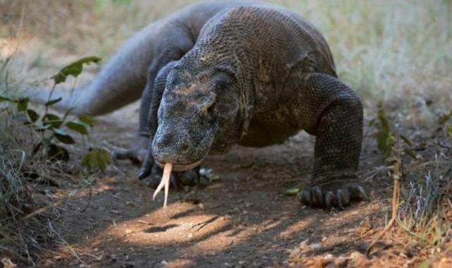 Bilim insanları keşfetti: Komodo ejderlerinin dişlerinin ucu demirden tabakayla kaplı