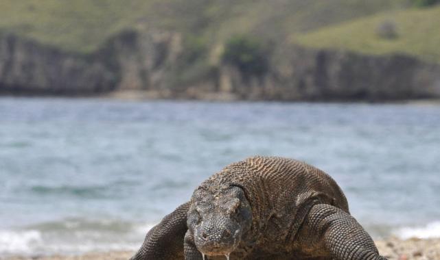 Bilim insanları keşfetti: Komodo ejderlerinin dişlerinin ucu demirden tabakayla kaplı