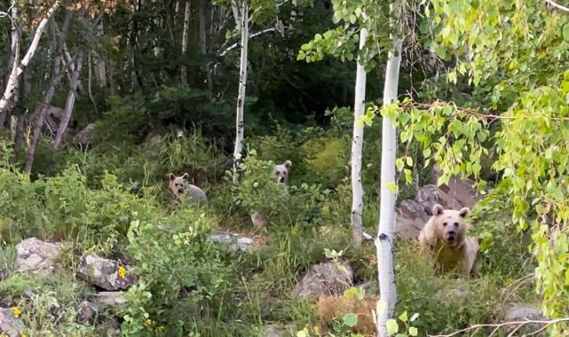 Bitlis'te piknik yapmaya giden vatandaşları ayı kovaladı