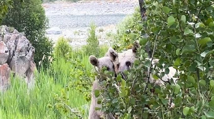 Bitlis'te piknik yapmaya giden vatandaşları ayı kovaladı