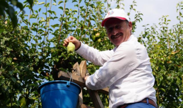 Bursa Gürsu armudunu faydalı böcekler koruyor